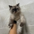 Barınağa terk edildi dişi kısır 6 aylık fotoğraf