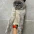Barınağa terk edildi erkek kısır 1 yaş fotoğraf