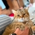 Cookie kısır 1 yaşında erkek ömürlük yuvasını arıyyor fotoğraf