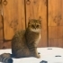 Cookie kısır 1 yaşında erkek ömürlük yuvasını arıyyor fotoğraf