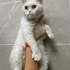 Dişi kısır 1.5 yaş barınağa terk edildi acil fotoğraf