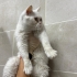 Dişi kısır 1.5 yaş barınağa terk edildi acil fotoğraf