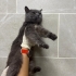 Barınağa terk edildi erkek kısır 2.5 yaş fotoğraf
