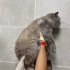 Barınağa terk edildi erkek 1 yaşlarında fotoğraf