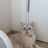 Akıllı sakin uysal bir kedi kısır gerçekten iyi bakıcak birisi yazsın fotoğraf