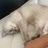 Ömürlük yuva arıyoruz fotoğraf