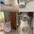 Ömürlük yuva arıyoruz fotoğraf