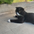 Sokakta bulduk british shorthair sokağa bırakılmıştı bakamıyorum fotoğraf