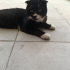 Sokakta bulduk british shorthair sokağa bırakılmıştı bakamıyorum fotoğraf