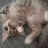 Aşırı oyuncu bir kedi çok tatlııı fotoğraf