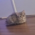 Aşırı oyuncu bir kedi çok tatlııı fotoğraf