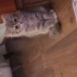 Aşırı oyuncu bir kedi çok tatlııı fotoğraf
