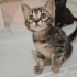 3 Minik pati Ömürlük Yuvalarını arıyor. fotoğraf