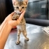 TURİSTLER BULUP VETERİNERE BIRAKMIŞ, SOĞUK KAFESTE AĞLIYOR 3 AYLIK BEBEK😿 fotoğraf
