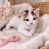 OYUUNCU BELLA YUVA ARIYOR fotoğraf