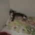 Ankara yavru kedi (öksüz) fotoğraf