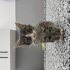 Ankara yavru kedi (öksüz) fotoğraf