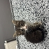 Ankara yavru kedi (öksüz) fotoğraf