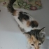 Ankara Yavru Kedi 2,5 aylık (öksüz) fotoğraf