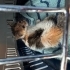 Ankara Yavru Kedi 2,5 aylık (öksüz) fotoğraf