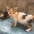 Ankara Yavru Kedi 2,5 aylık (öksüz) fotoğraf