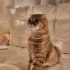 3 Yaşında Dişi Scottish Fold fotoğraf