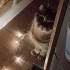 3 Yaşında Dişi Scottish Fold fotoğraf