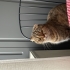 3 Yaşında Dişi Scottish Fold fotoğraf