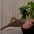 3 Yaşında Dişi Scottish Fold fotoğraf