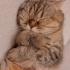 3 Yaşında Dişi Scottish Fold fotoğraf