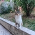 Gözleri görmeyen kuzuma umut olur musunuz fotoğraf