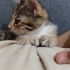 Ömürlü yuva arıyorum fotoğraf