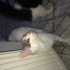 Güzel Kızımıza Aile Arıyoruz fotoğraf