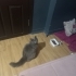 Prenses dumana yuva arıyoruz fotoğraf