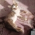 Erkek yavru kedi çok mağdur durumdayken bulundu fotoğraf