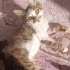 Erkek yavru kedi çok mağdur durumdayken bulundu fotoğraf