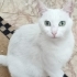 Kalıcı yuvalarını arıyoruz fotoğraf