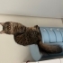 Yumoş acil ilan sahiplendirilicek fotoğraf