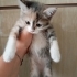 Çok tatlış yavruma yuva arıyoruz fotoğraf