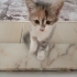 Çok tatlış yavruma yuva arıyoruz fotoğraf