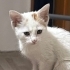Sakin kedi uysal tekir eve alışkın fotoğraf