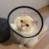 Cana yakın iyi huylu kısır nir pati fotoğraf