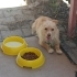 1,5 yasındaki terrier kızımıza yuva fotoğraf