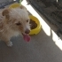 1,5 yasındaki terrier kızımıza yuva fotoğraf