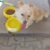 1,5 yasındaki terrier kızımıza yuva fotoğraf