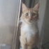 Yumuş yumuş bir kedi sahiplenmek misiniz ? fotoğraf