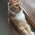 Yumuş yumuş bir kedi sahiplenmek misiniz ? fotoğraf