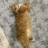 Yumuş yumuş bir kedi sahiplenmek misiniz ? fotoğraf