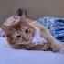 Yumuş yumuş bir kedi sahiplenmek misiniz ? fotoğraf
