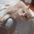 Saru’ya hakettiği yuvasını arıyoruz fotoğraf